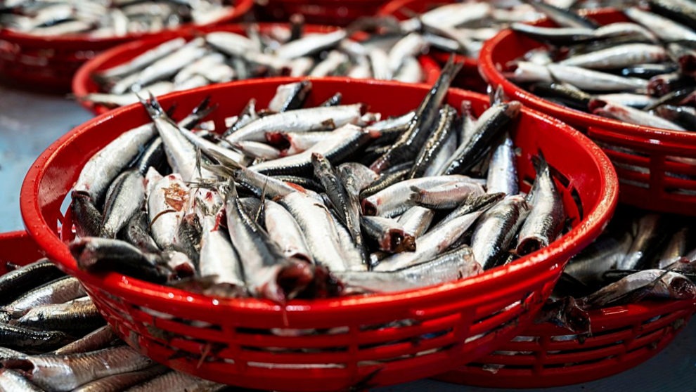 Costera del Bocarte 2026: "La primavera se ve llegar" en Santoña